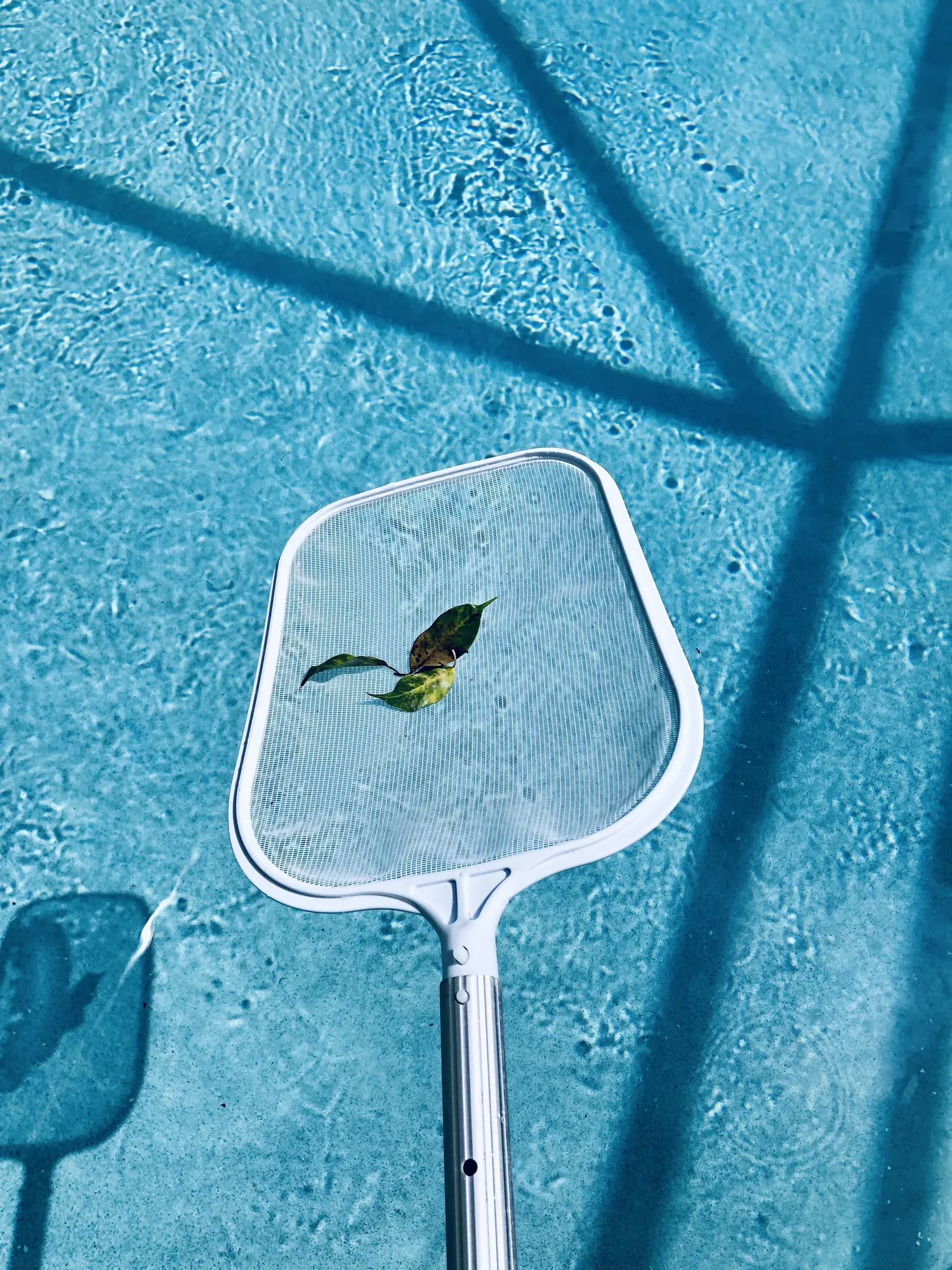 Leaf skimmer net clearing surface debris from a green pool